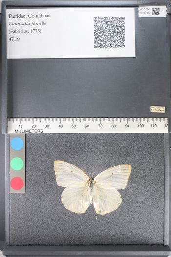 Media type: image;   Entomology 117334